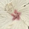 Oliwia Pr