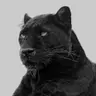 Łukasz 'HuskyAlpha'