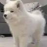Robert